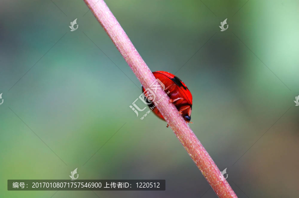 行走的瓢蟲