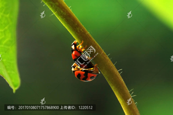 瓢蟲的交配