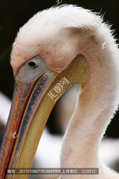 Pelican的特寫