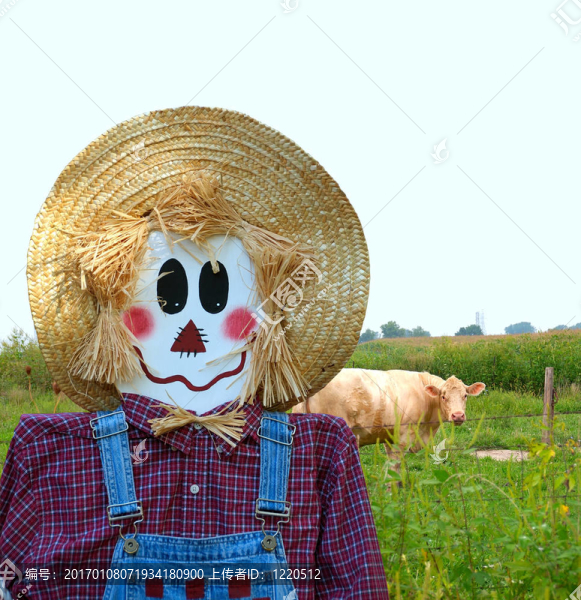 稻草人看守牛群