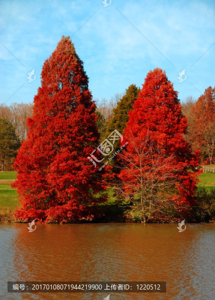 紅松林
