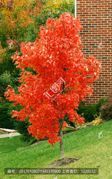秋天的紅色楓葉