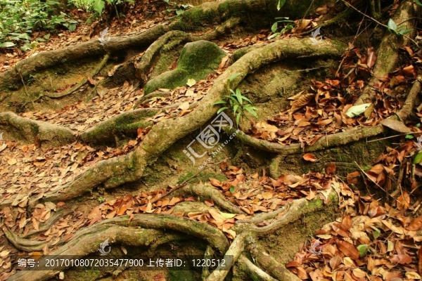 根