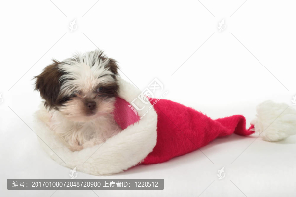 小狗在圣誕帽3