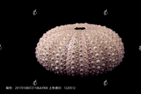 淺自由度海膽
