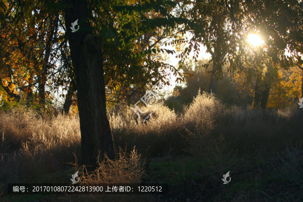 早晨的陽光