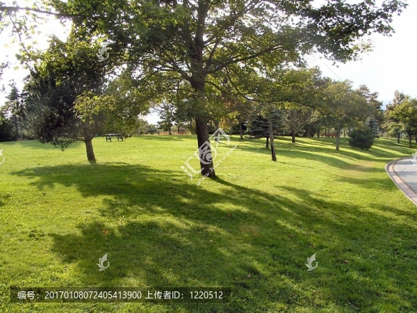 公園樹(shù)木2