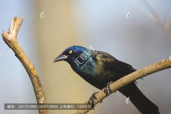 鷯哥