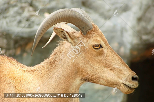 山羊