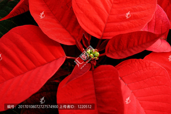 紅色的一品紅