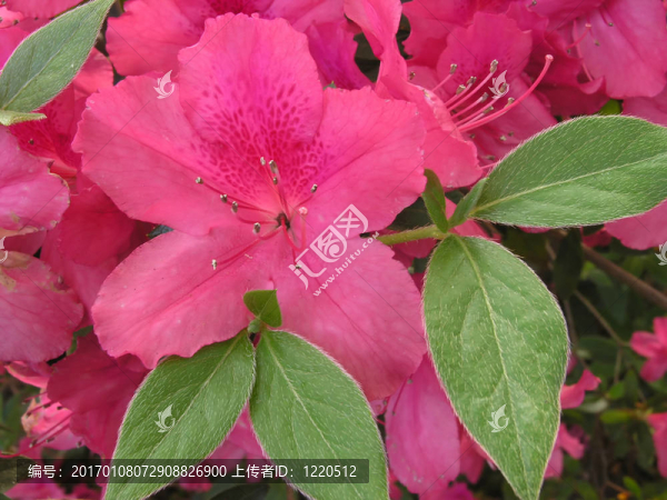 杜鵑花盛開