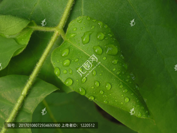 水滴葉