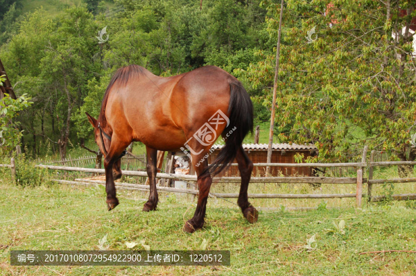 馬