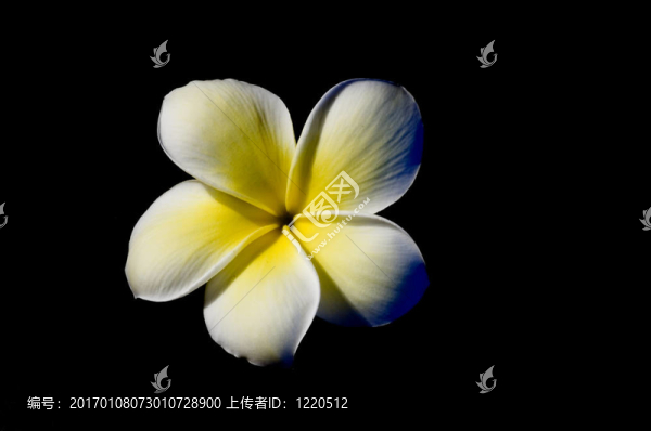 雞蛋花