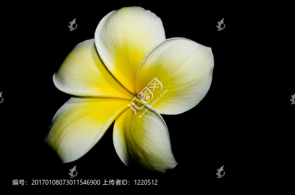 雞蛋花