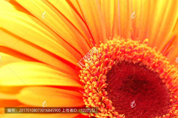 宏觀的雛菊
