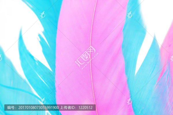 多彩的羽毛