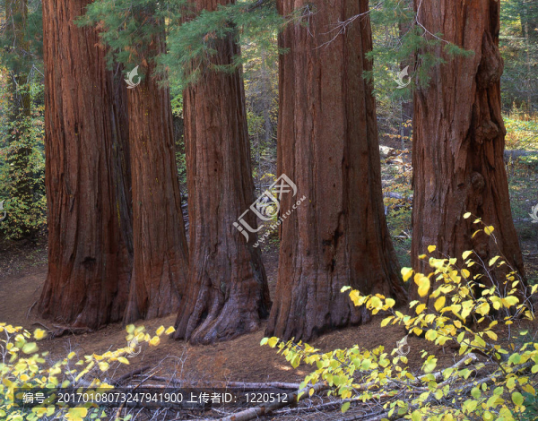 fivesequoias