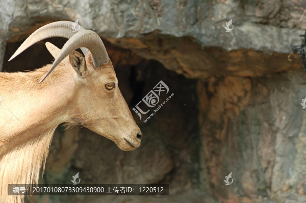 山羊