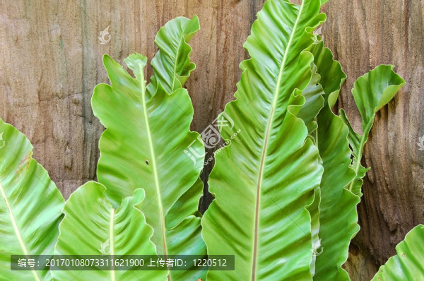 Fern離開