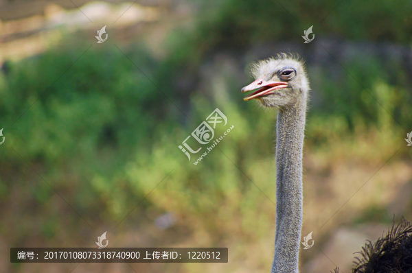 鴕鳥