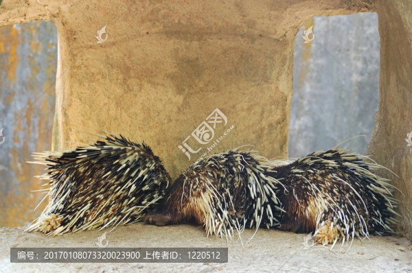 受保護(hù)的屁股