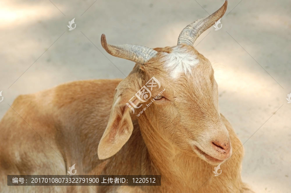 母山羊