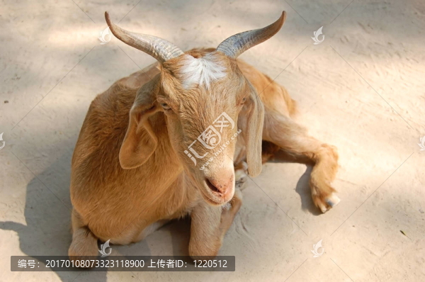 休息的山羊