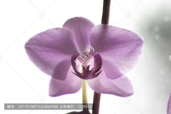 霓虹燈的蘭花