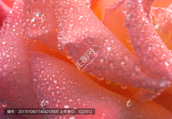 玫瑰露（5）