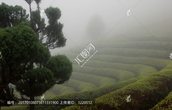 霧茶領(lǐng)域