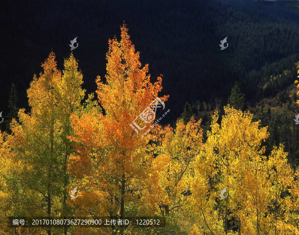 OrangeAspens（H）