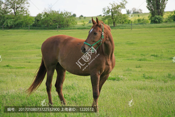 馬