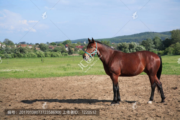 馬