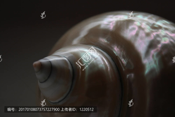 白殼