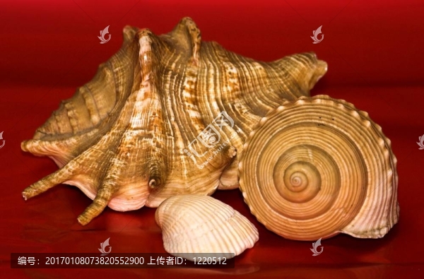 海貝殼