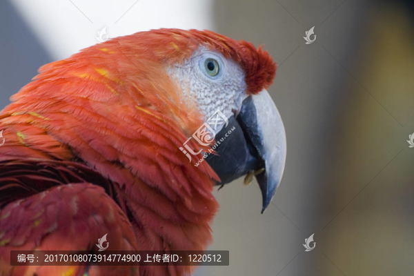 鸚鵡2
