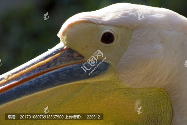 鵜鶘1