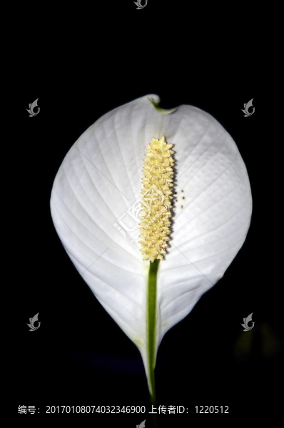 室內裝飾花