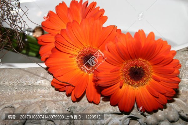 關(guān)閉了非洲菊。