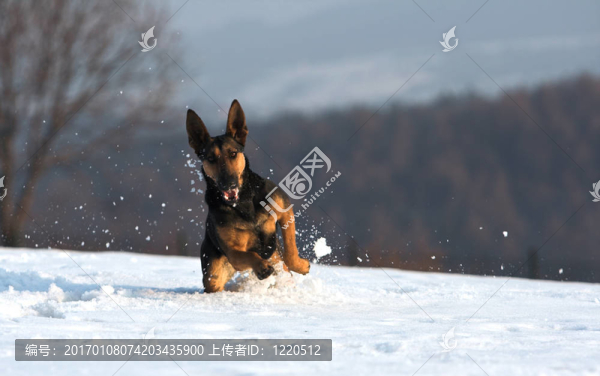 在雪中的樂(lè)趣