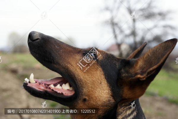 德國牧羊犬