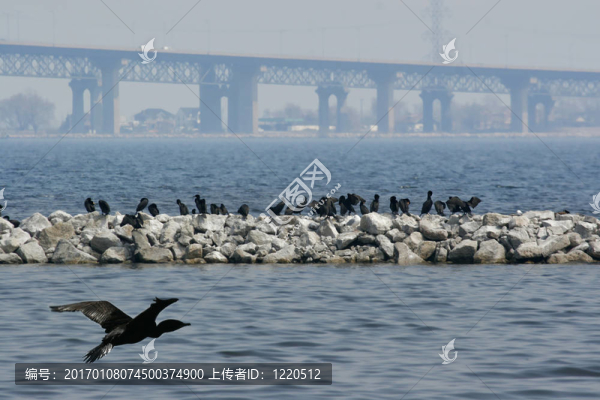 野生鳥(niǎo)類與城市