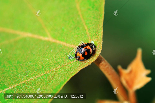在中心的瓢蟲(chóng)