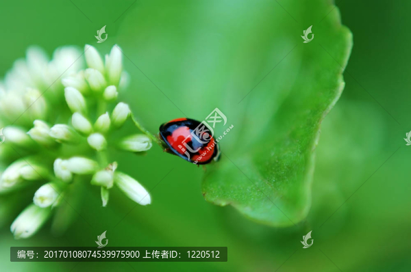 瓢蟲(chóng)和白色