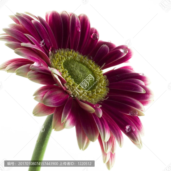 雛菊