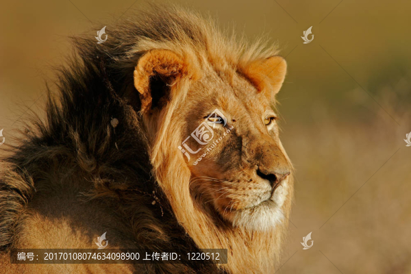非洲獅