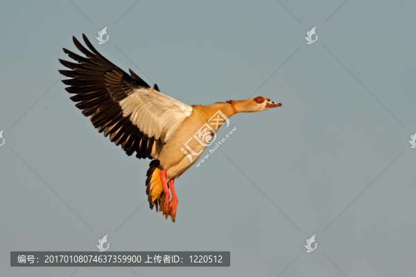埃及鵝