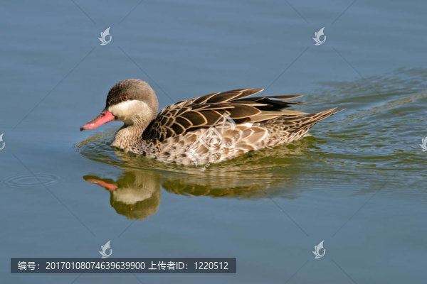 紅嘴鴨