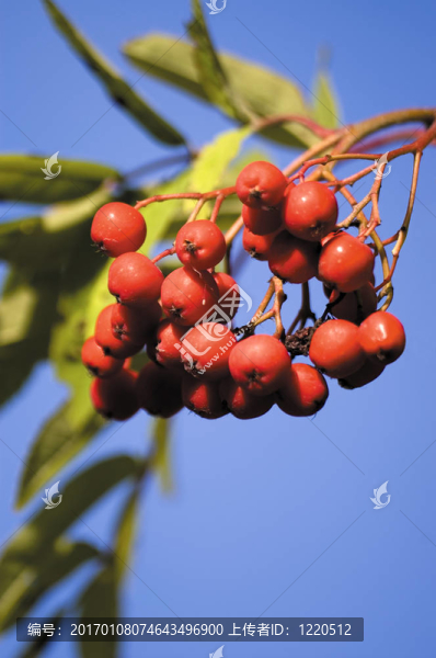 Rowanberry束